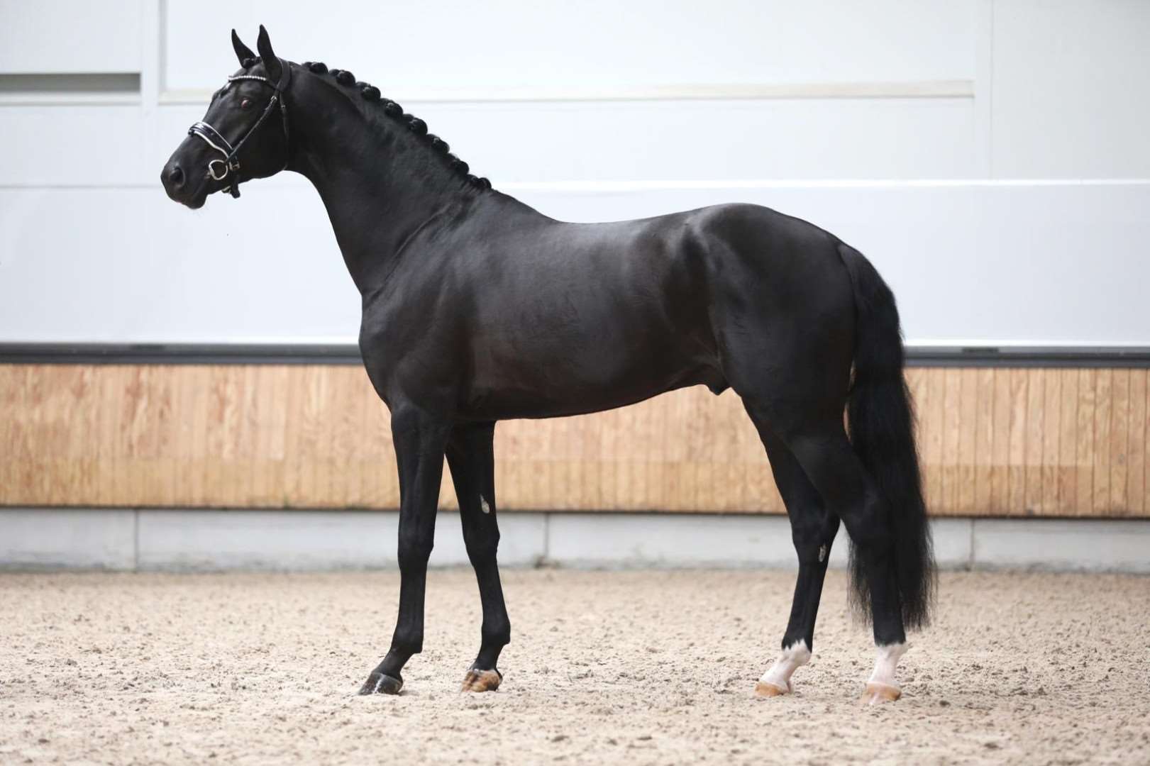 Lamborghini U.S. Stallion